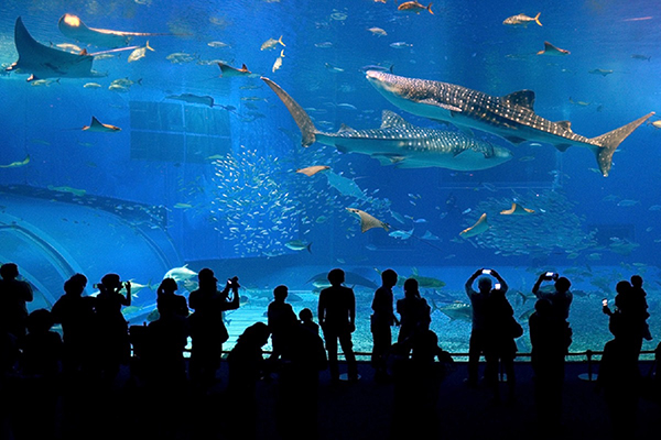 美ら海水族館